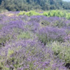 Meet your Posher, Sarahi